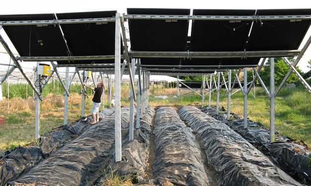Agrivoltaico: un futuro sostenibile tra energia e agricoltura
