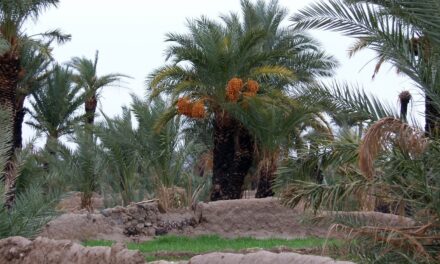 Alla ricerca degli antichi qanat in Iran – V puntata