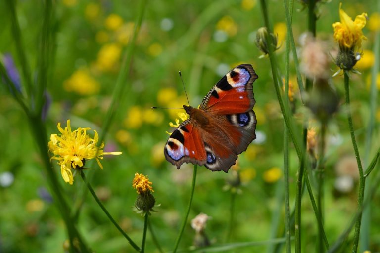 L’estate dei desideri: bruco o farfalla?