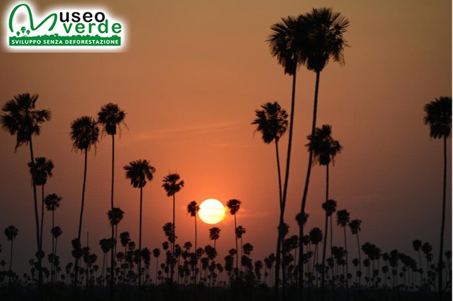 Lunghe, interminabili file di elegantissime palme