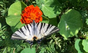 farfalla si posa su un fiore