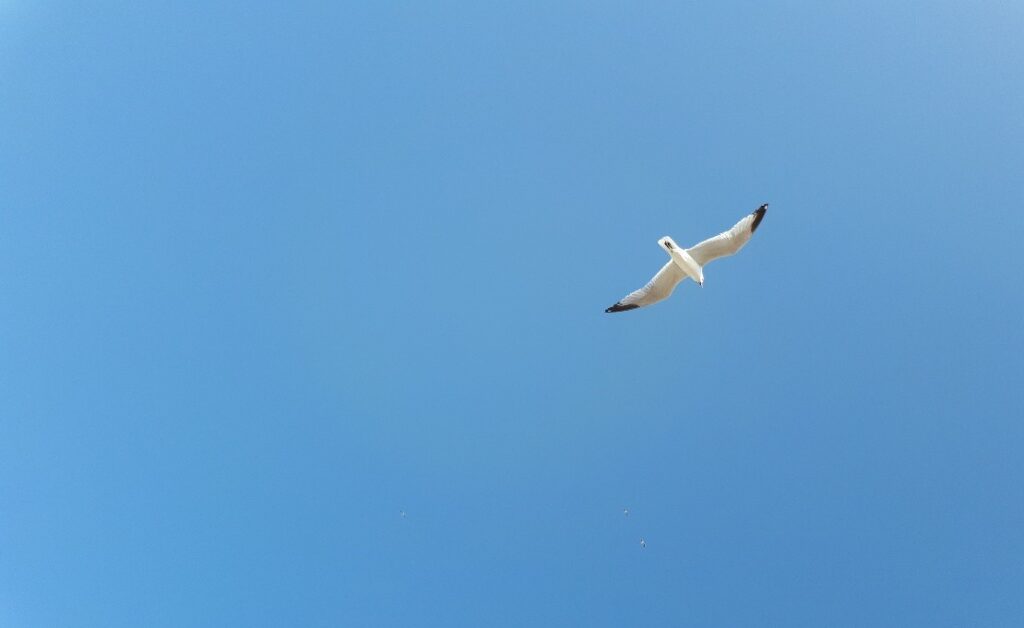 Vita serena Un gabbiano nel cielo azzurro