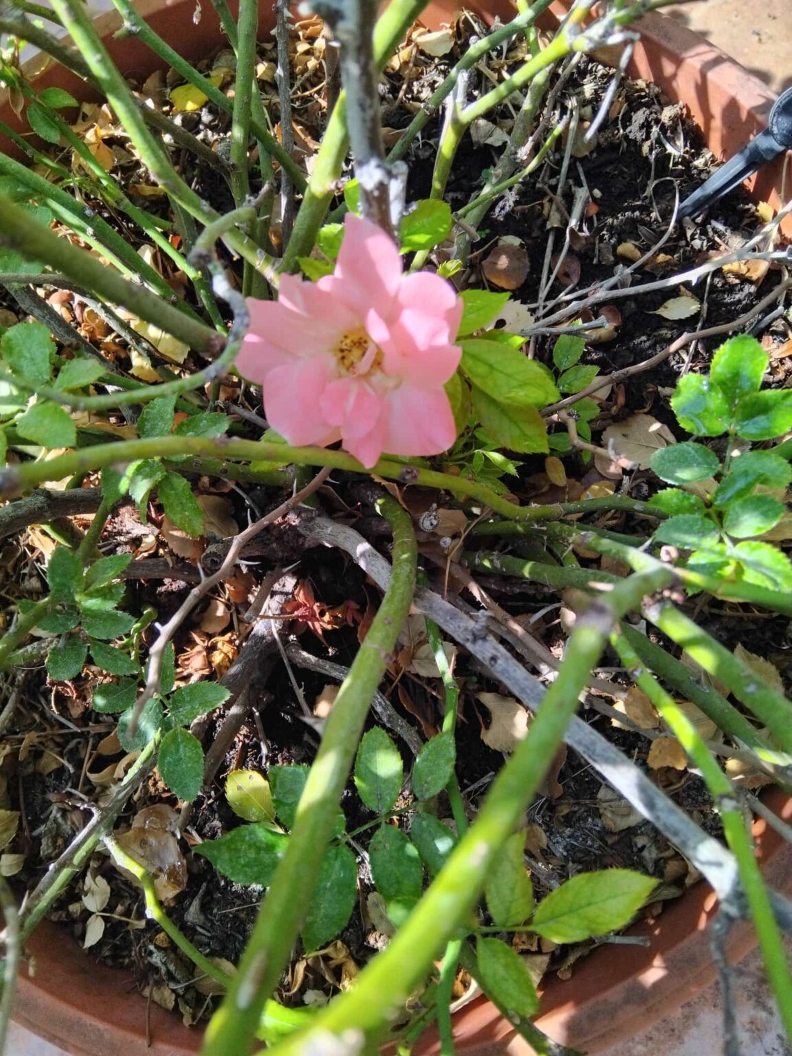Un sogno fiore fra i rovi