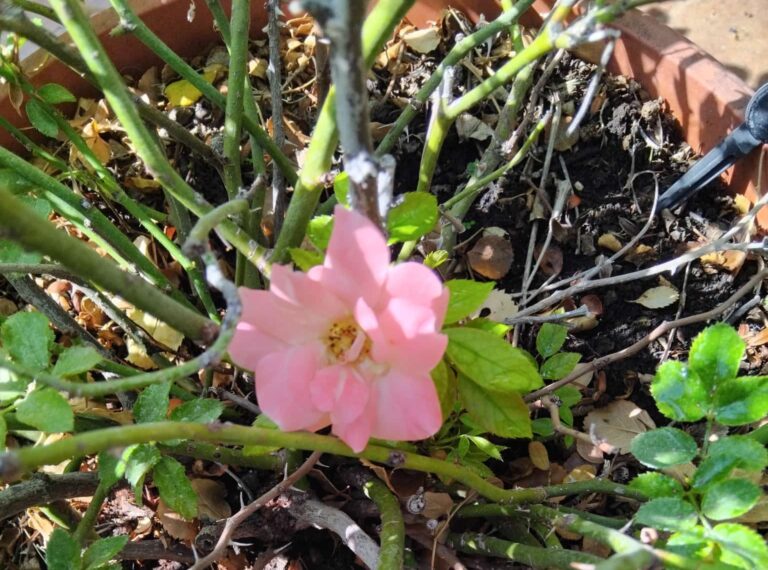 Un sogno fiore fra i rovi